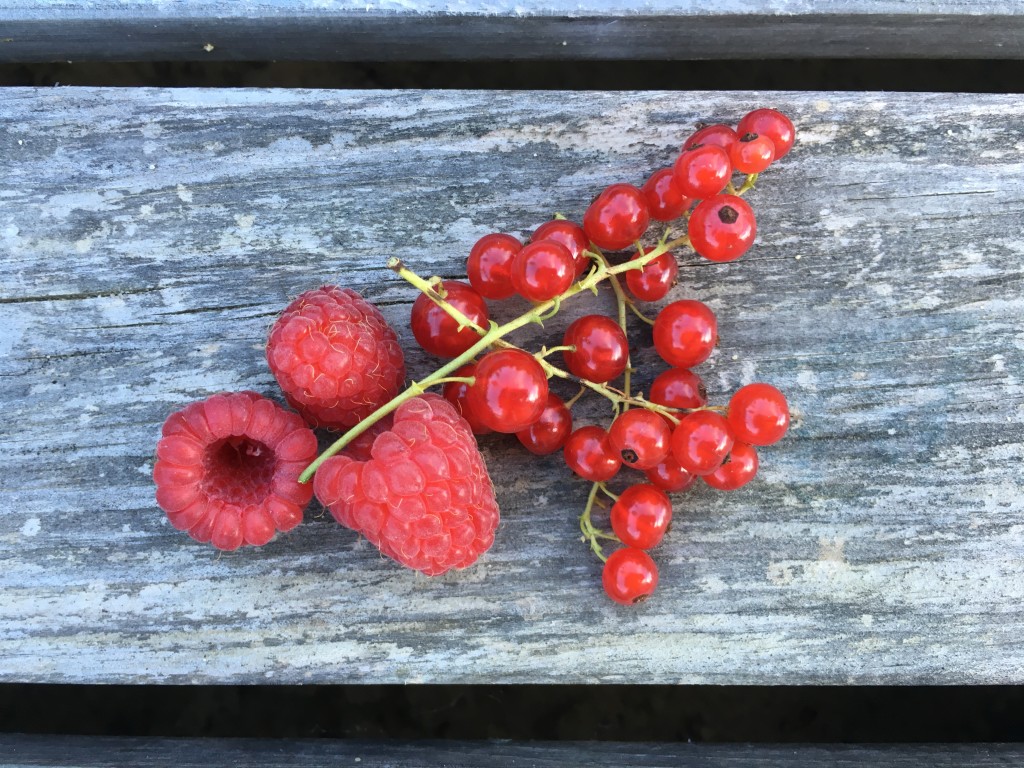 Himbeer-Ribisel-Marmelade - Proernährung Andrea Kasper-Füchsl, Diätologin