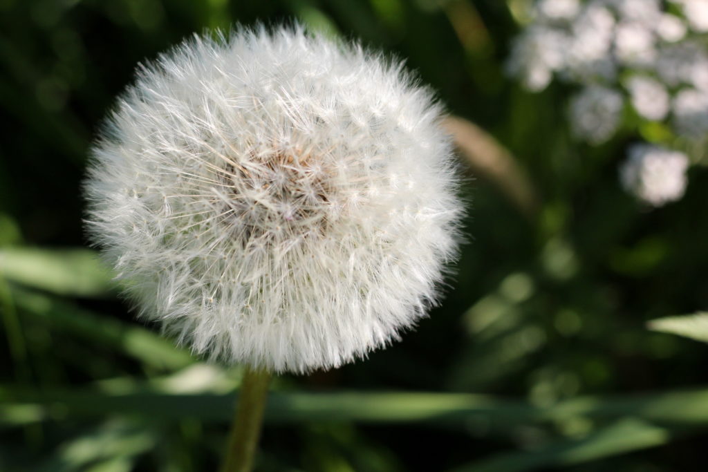 Pusteblume