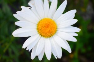 Bild Margarite, Pexels