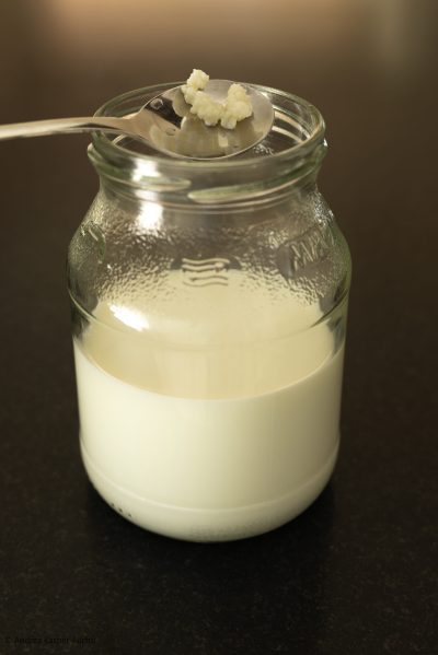 8J1A4302-2 Kefirknöllchen mit Milchgefäß